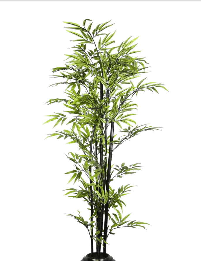 Green Bamboo / 6’ - Ornate Home
