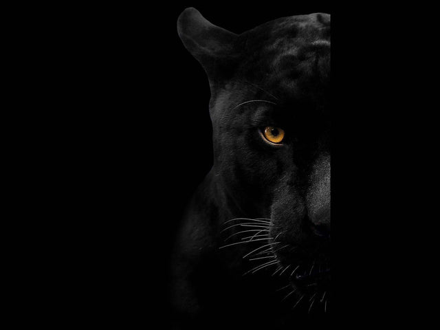 Panther Face Tempered Glass w / Foil Wall Art - Ornate Home