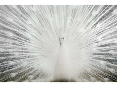 White Peacock Tempered Glass w / Foil & Rhinestones Wall Art - Ornate Home