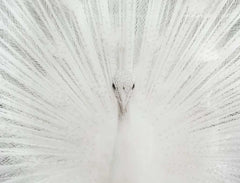 White Peacock Tempered Glass w / Foil & Rhinestones Wall Art - Ornate Home